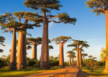 discover the famous giant tree species that can live up to 3000 years old 116636