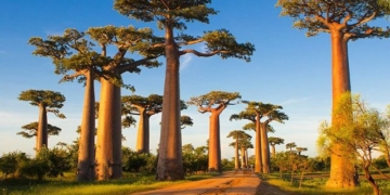 discover the famous giant tree species that can live up to 3000 years old 116636