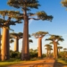 discover the famous giant tree species that can live up to 3000 years old 116636