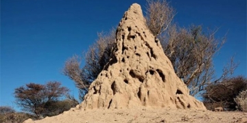 discovery new wood 34 000 years old carbon storage 135198