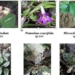 discovery of 6 new plant species in northern vietnam 134702