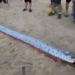 discovery of a 4 meter long male crocodile washed ashore in hue 134412