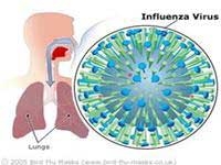 discovery of key protein in h5n1 virus 4146