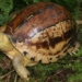 discovery of rare golden box turtle in phu yen 134780