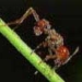 discovery of the 4030 specialized ant species