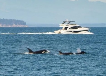 discovery of whales stranding on a boat in an unexpected place 133876