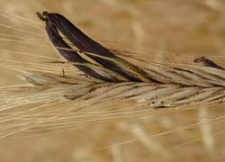 disease of the hen tan hai egg laying 4687