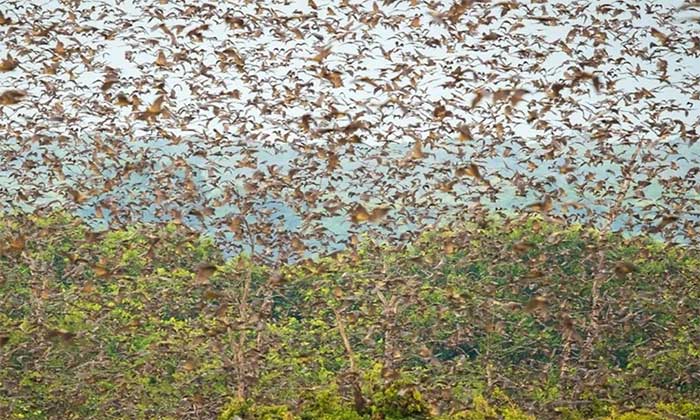 Migrating fruit bats