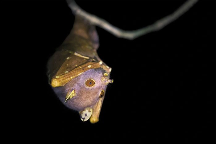 Queensland Tube-nosed Bat