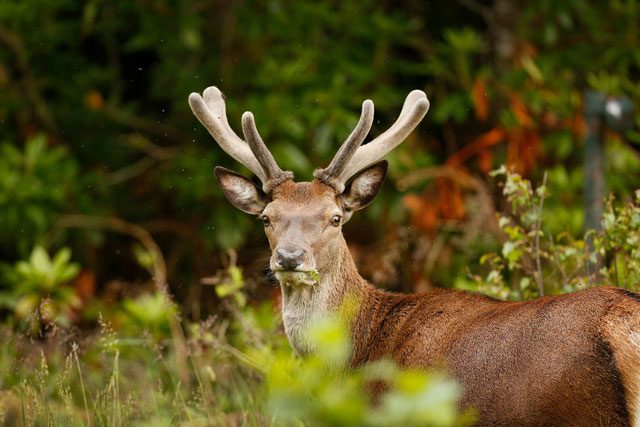 Herbivores need to stay alert to threats