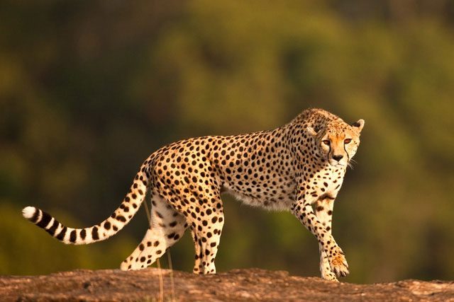 Spotted Leopard