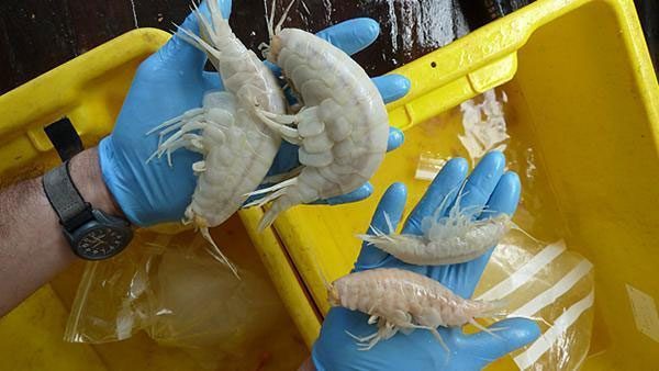  The fisherman was curious to see many crustaceans in the net. 