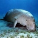 dugong beautiful girl 4252