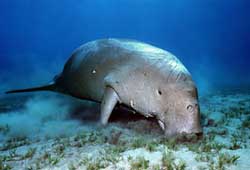 Dugong