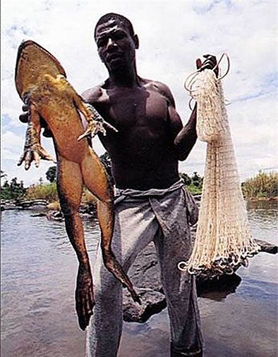 The length from the mouth to the end of the legs of the Goliath frog reaches 1m.