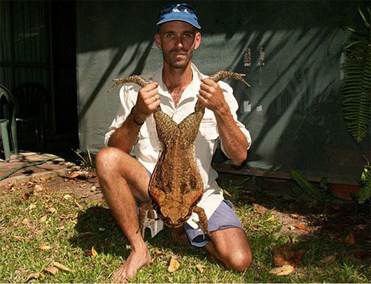 The Goliath frog can swim very fast and jump very far.