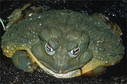 The Goliath frog's favorite foods include insects, shrimp, crabs, and small snakes...