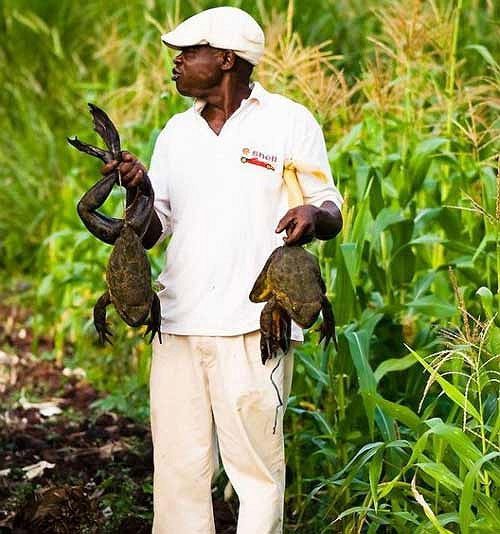 Goliath tadpoles face significant survival challenges in the wild.