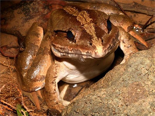 The meat of this giant frog is white and sweet, making it highly sought after.