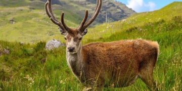 famous deer horned mice near the forest bite off almost all teeth due to tourists 135171
