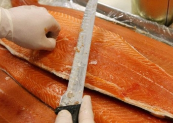 farm raised salmon is the most harmful food in the world 75413