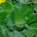 fat reducing sour disease and salt prevention 4646