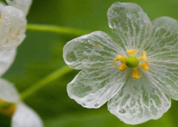 flower in transparent when meeting rain 57407