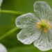 flower in transparent when meeting rain 57407