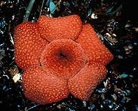 flower just rafflesia arnoldii 5022