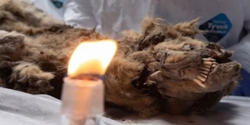for the living with 44 000 years old ancient tooth 135133