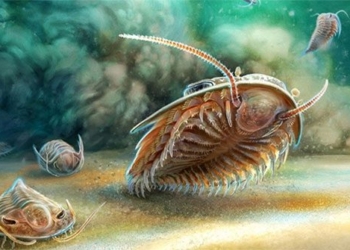 fossilized 510 million year old cambrian monster perfectly preserved 135237