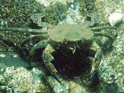 freshwater crab 4064