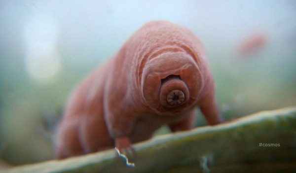 Tardigrades