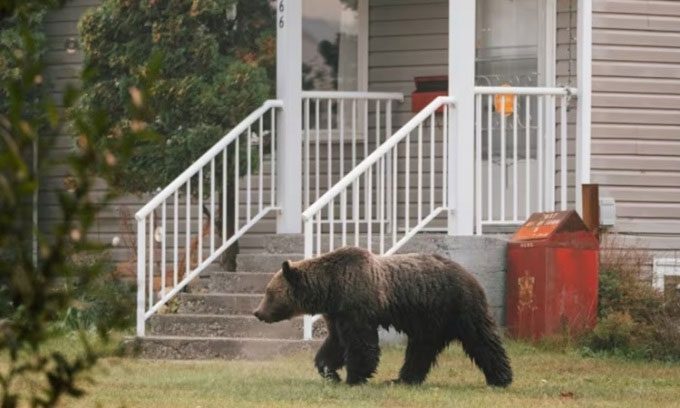 Grizzly bear roaming near houses in British Columbia, Canada.