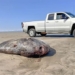 giant thai sea caterpillar longer than 2m washed ashore 134858