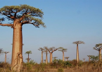 giant tree survives thousands of years 134984