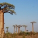 giant tree survives thousands of years 134984