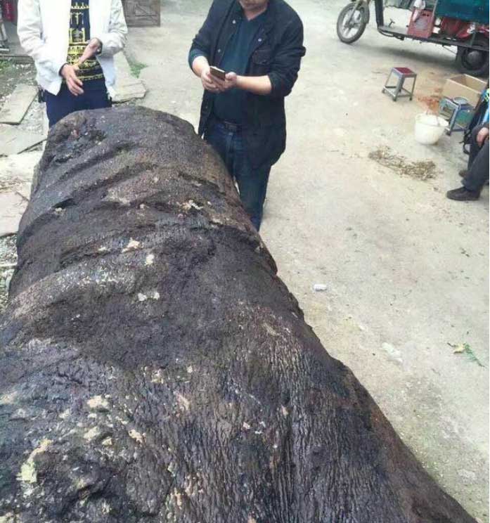 The log, despite being submerged for years, showed no signs of decay.