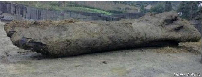 After digging under the lake, villagers found a massive log measuring 24 meters long