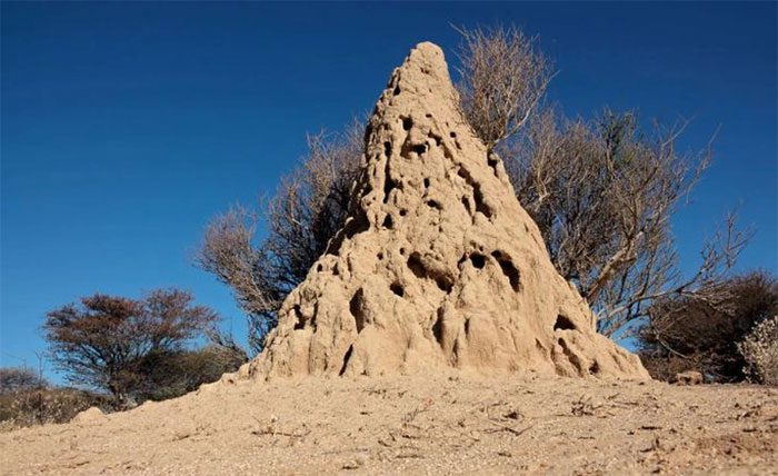 A termite mound in Namibia