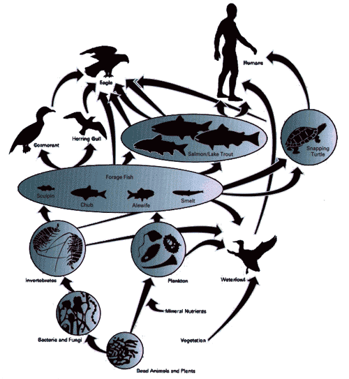 great lakes food web