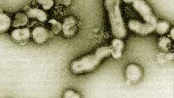 H5N1 Virus