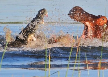 ha ma lao into the war with the crocodile watching how the battle is known who wins 126549