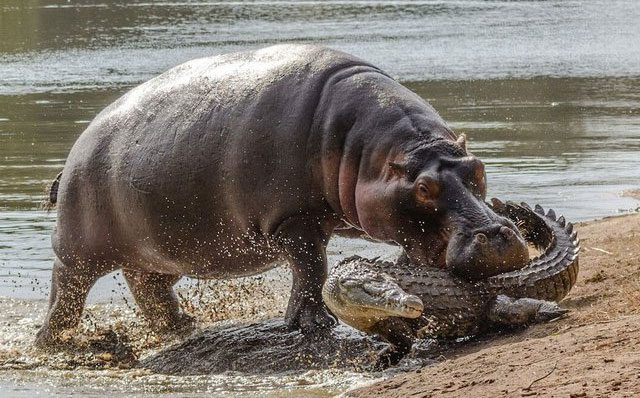 With thick skin, the hippopotamus can easily turn the tables even when attacked by a crocodile.