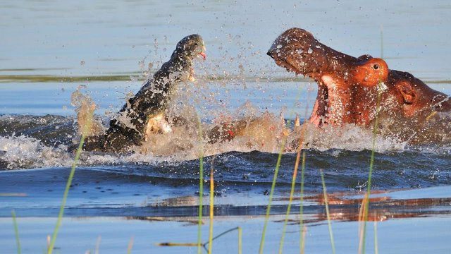 Both crocodiles and hippopotamuses have terrifying biting forces.