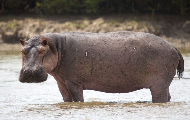 However, the hippopotamus is the true successor to the crocodile's title of 'killer.'