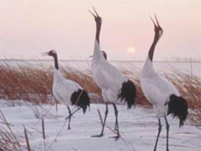 Red-crowned Crane Grus Japonensis
