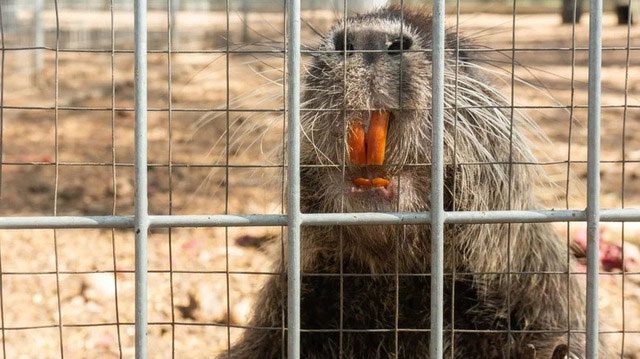 Beavers