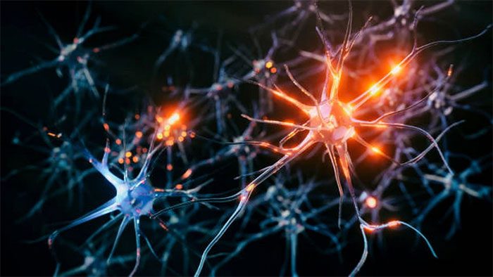 Nervous System