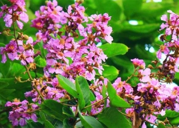 health benefits and remedies from lantana 127372